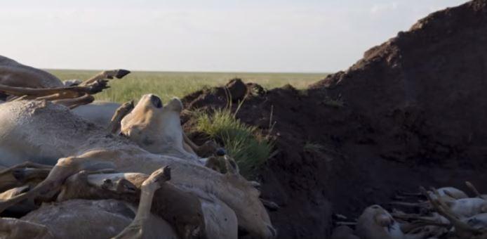 Thousands of Antelope Died in One Day. Researchers Are Having Trouble Pinpointing Why