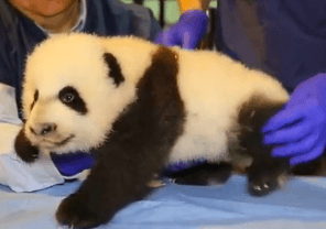 Panda Cub Getting Checkup is Most Adorable Thing Ever (Video)