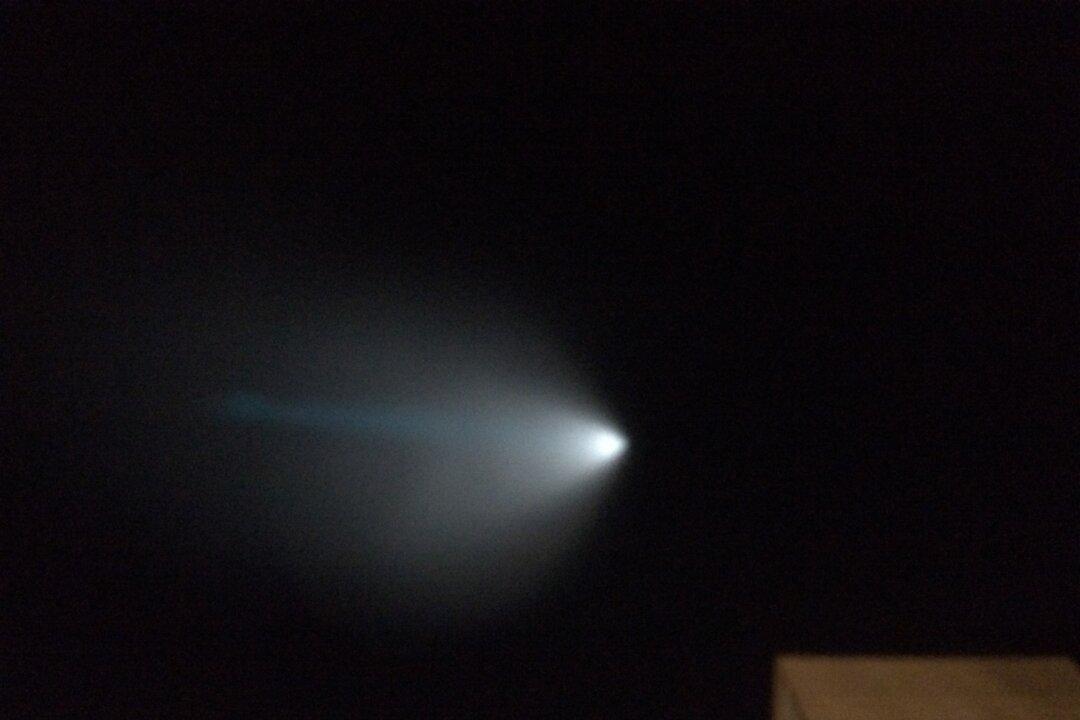 ‘Alien’ Found in San Jose in ‘UFO Sighting’ Likely a Newborn Deer - Photo, Video