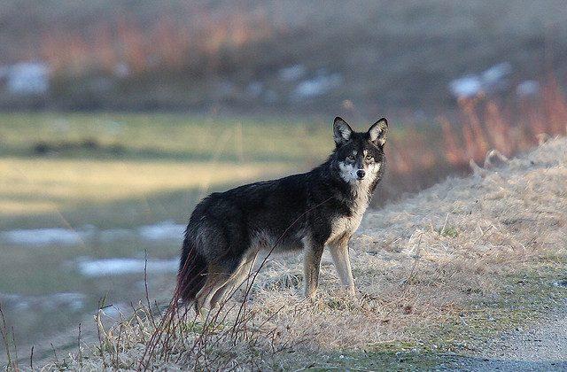 Coywolf: New Coyote-Wolf Hybrid Species on the Rise in Northeast US