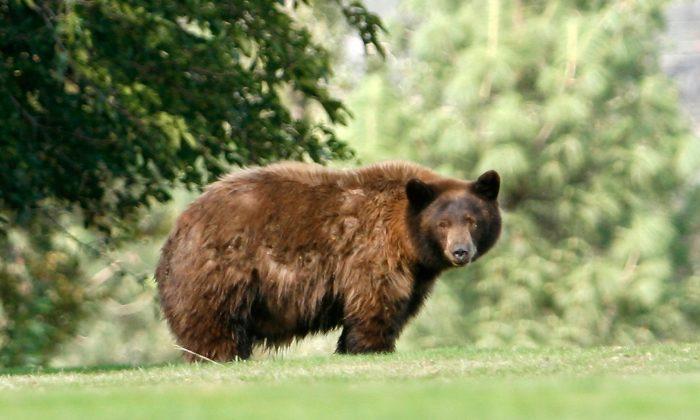 Officials Seeking Bear Shot With Arrow Near Arcadia