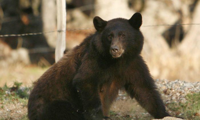 10-Year-Old Boy Mauled By Bear While Playing in Connecticut Backyard