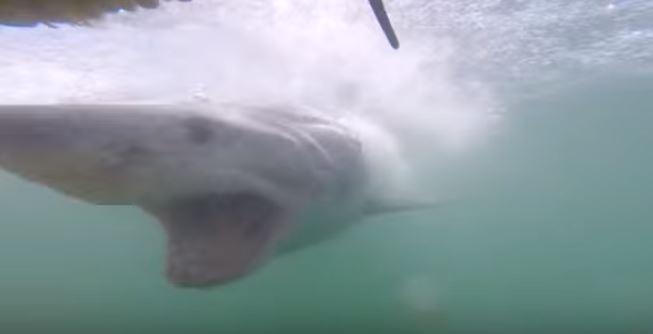 Viral Video: Tourists Barely Avoid Great White Shark Attack in South Africa