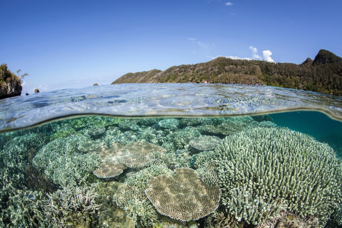 Ocean Acidification: The Forgotten Piece of the Carbon Puzzle