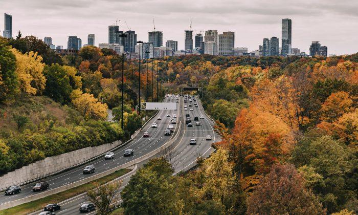 Do Trees Really Help Clear the Air in Our Cities?