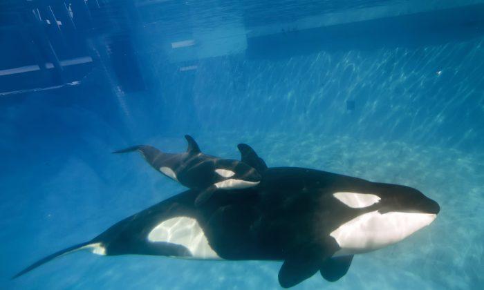 SeaWorld to End Whale Theatrics