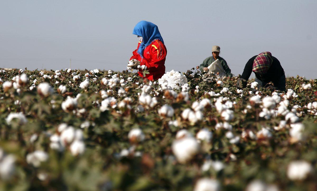 Cotton pickers harvest a crop of cotton at a field in Hami, in China's far west Xinjiang region, on Sept. 20, 2011. (STR/AFP/Getty Images)