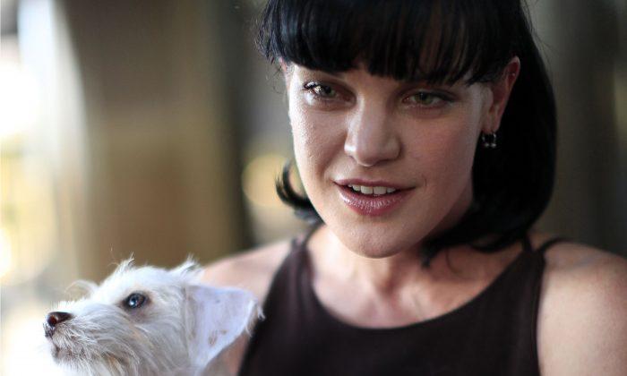 ‘NCIS’ Actress Pauley Perrette Attacked by a Homeless Man in Hollywood: Reports