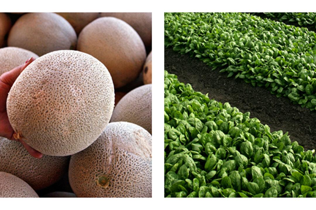 New Produce Safety Rules Aim to Prevent Illness Outbreaks