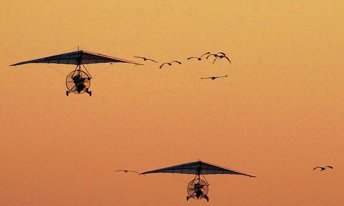 Whooping Cranes May Lose Ultralight Assistance