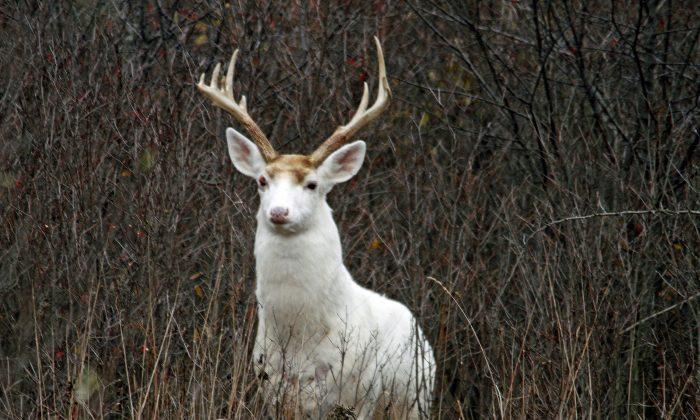 Future Uncertain for Rare White Deer at Former Weapons Site