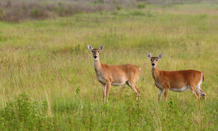 State Parks Being Reviewed for Places to Allow Hunting