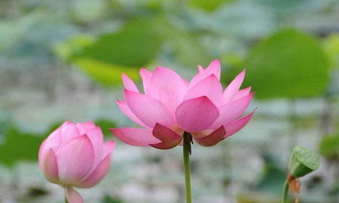 20-Year-Old Chinese Man Put on Trial for Sharing Picture of Lotus Flower