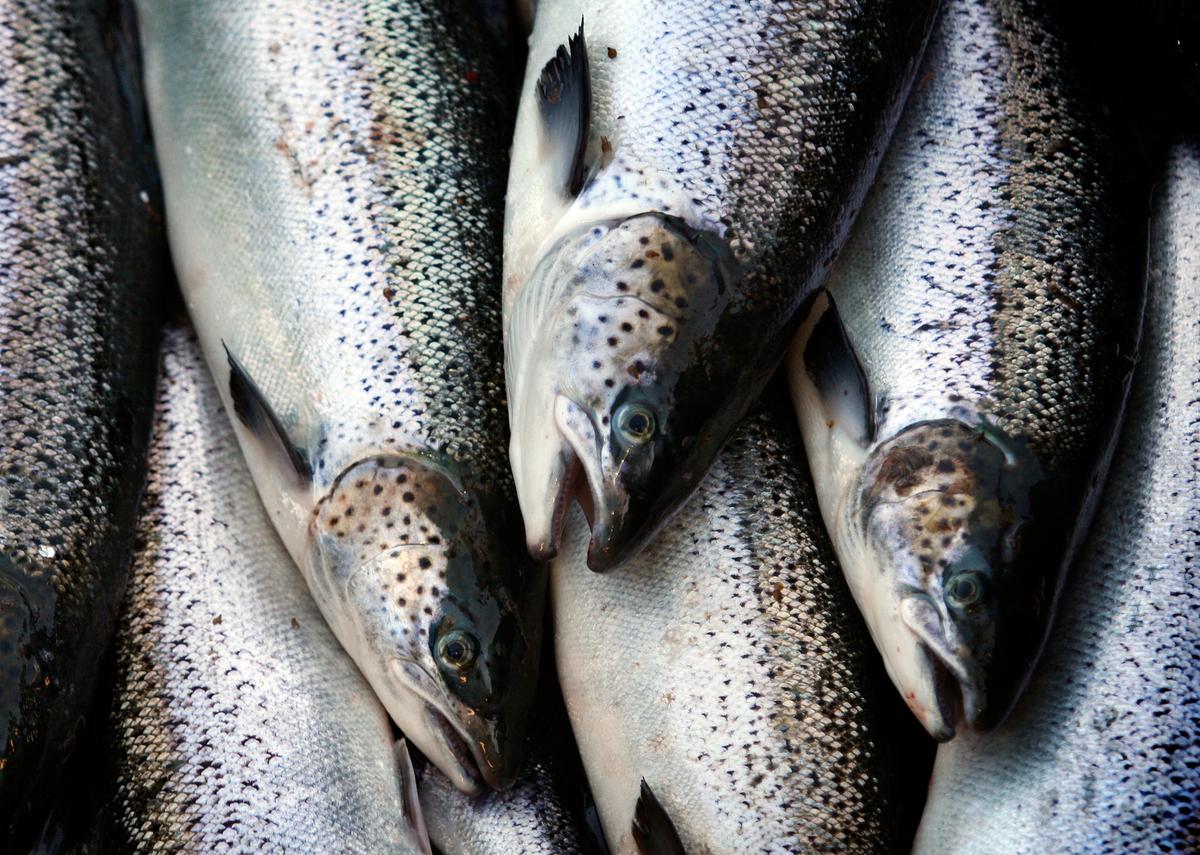Agency Approves First Genetically Engineered Animal for Sale in United States
