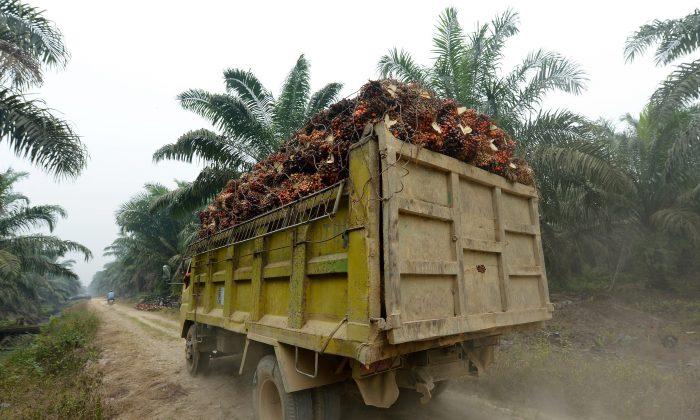 Indonesia, Malaysia Form OPEC-Like Palm Oil Council