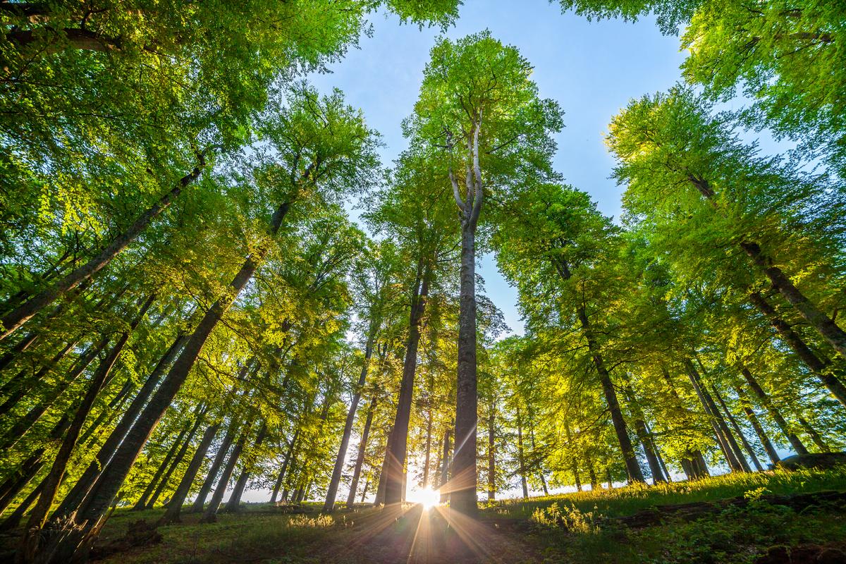 Habitat Shape Matters in Fight Against Extinction