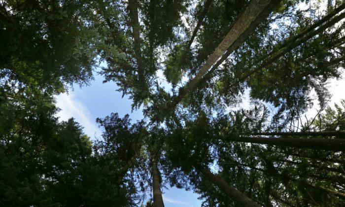 Washington Project Ensures Forest Stores Carbon for Decades