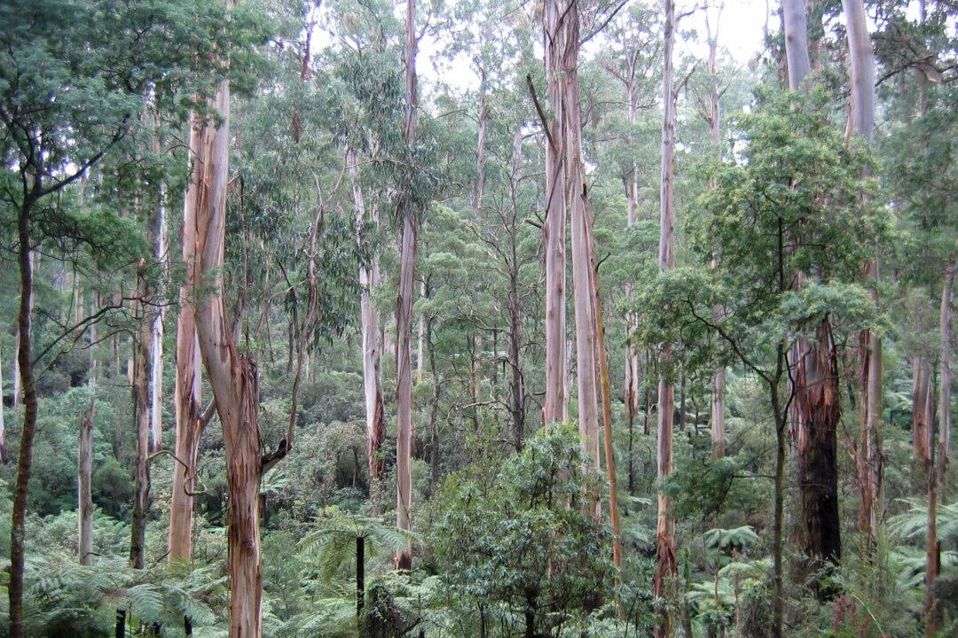 Ashes to Ashes: Logging and Fires Have Left Victoria’s Magnificent Forests in Tatters