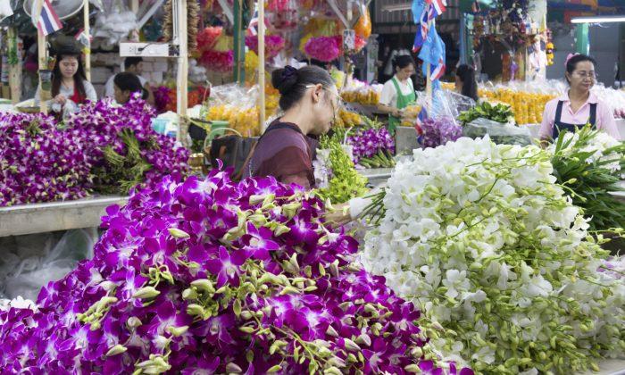 Illegal Plant Trade Blooms in Southeast Asia