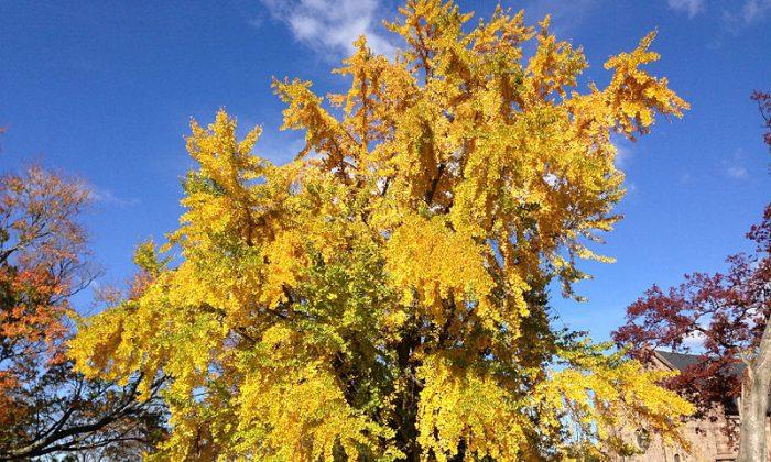 Chinese Ginkgo Tree Planted 1,400 Years Ago Drops Golden Leaves