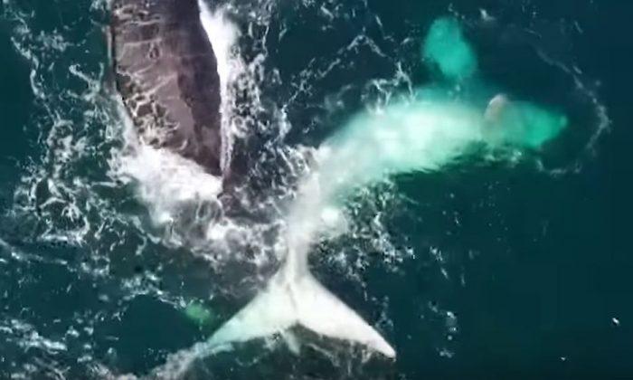 Video: Drone Captures Impressive Footage of Albino Baby Southern Right Whale