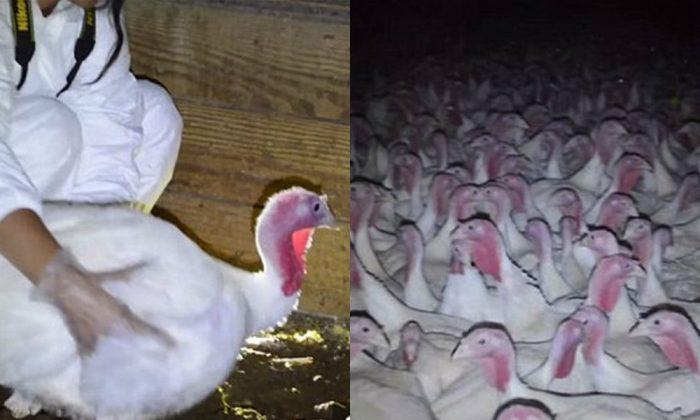 Activists Say Whole Foods Thanksgiving Turkeys Endure ‘Horrific conditions’ in Calif. Farm