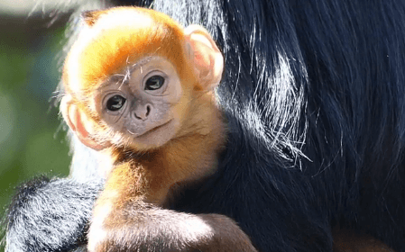 Extremely Rare Bright Orange Monkey Born (Video)