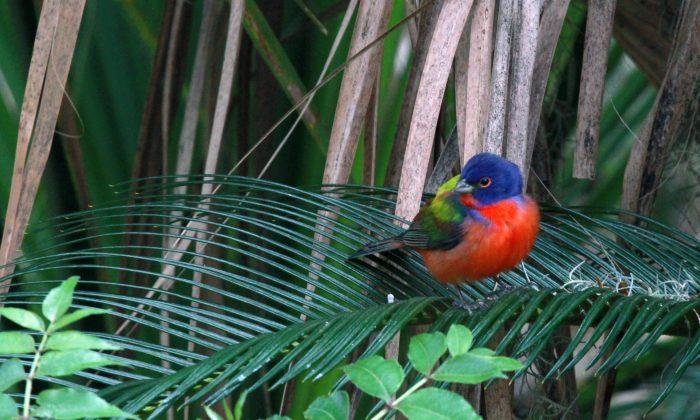 Prospect Park: Rare Colorful Painted Bunting Bird Spotted in Brooklyn, New York