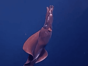 Why Footage of This ‘Whiplash Squid’ is So Rare (Video)