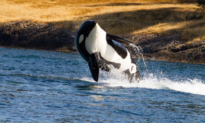 Ship Speed Bothers Killer Whales More Than Size