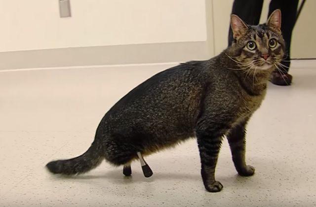 VIDEO: Cat Walks for Very First Time After Getting Titanium Prosthetic Legs