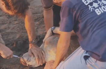 Plastic Fork Pulled Out of Turtle’s Nostril (Video)