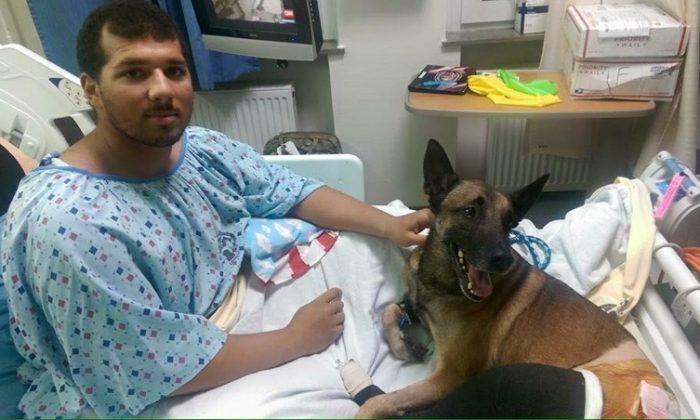 Viral Photos: Military Dog With Purple Heart Recovers With Handler in Hospital