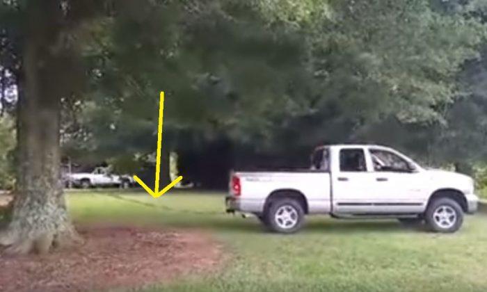Husband Tries To Uproot A Giant Tree, But Keep Your Eye On The Trunk... AWESOME!