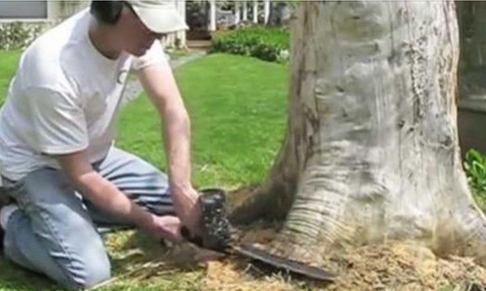 Homeowner Cuts Into the Base of His Tree and Creates a VERY Cool Effect