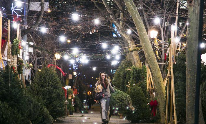 A Peek Behind the Curtain at New York’s Christmas Tree Trade