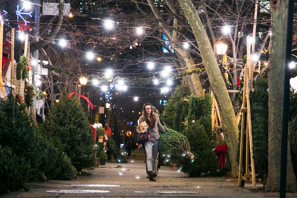 A Peek Behind the Curtain at New York’s Christmas Tree Trade