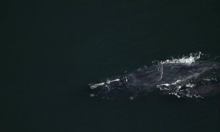 Florida Officials Spot Rare Whale Species Off Northeastern Coast