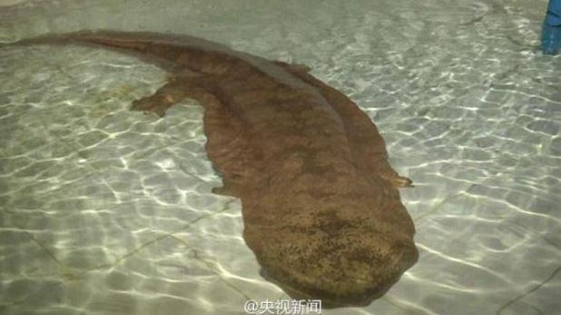 Viral Video: Giant Salamander Discovered in a Cave in China