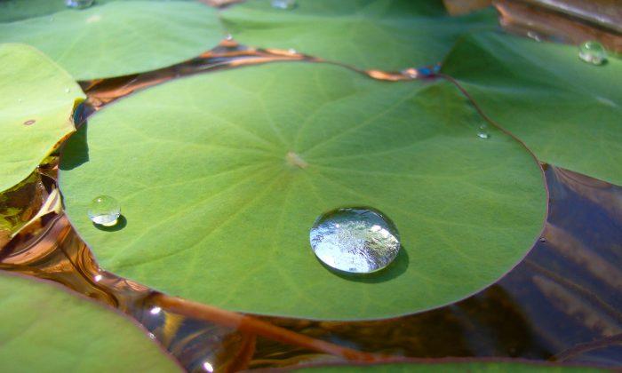 Researchers Develop Self-Cleaning Plastic Inspired by Lotus Leaf