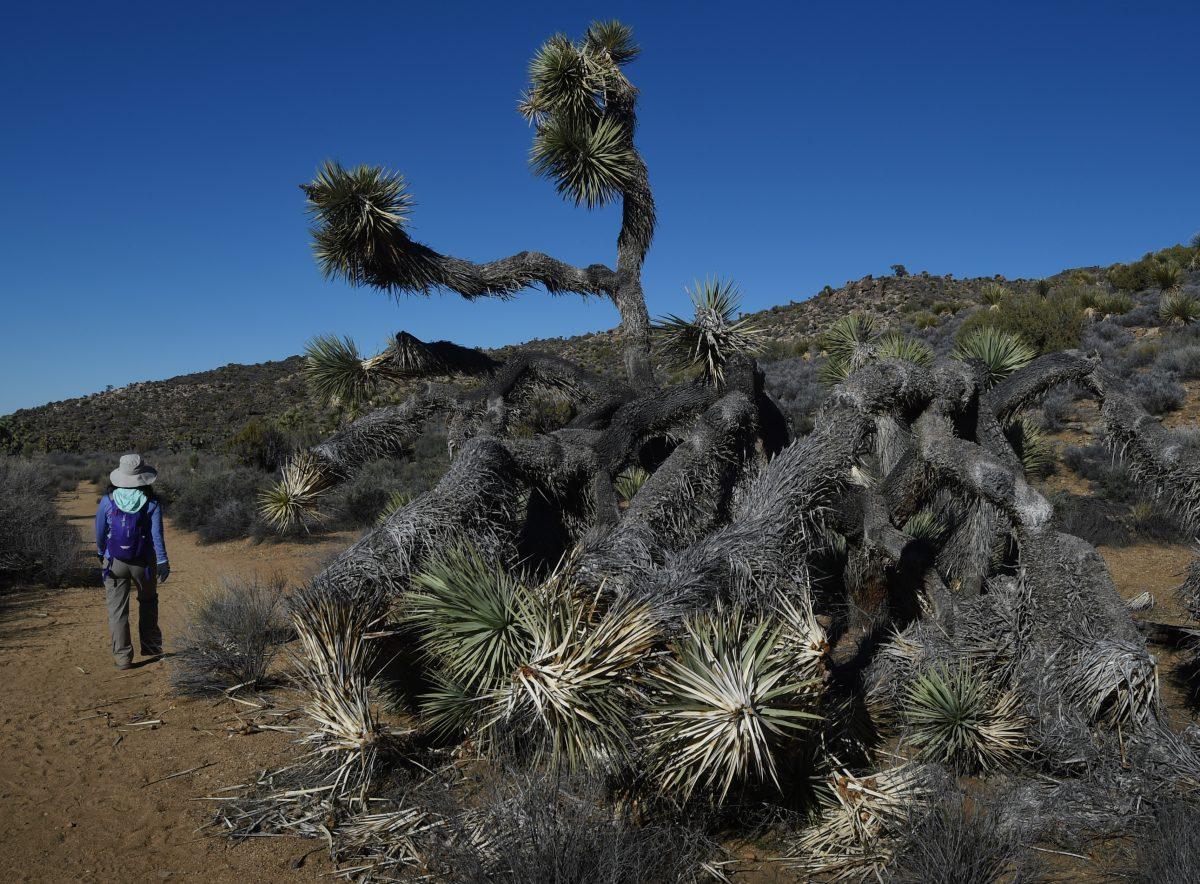 A hiker walks past a dying Joshua Tree as the drought continues to affect the state in Joshua Tree National Park, California on November 21, 2015. (MARK RALSTON/AFP/Getty Images)