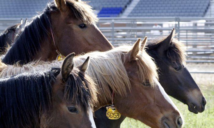 $15,000 Horse Spotted in the Bed of Pickup Truck Going 70 mph in Texas: Reports