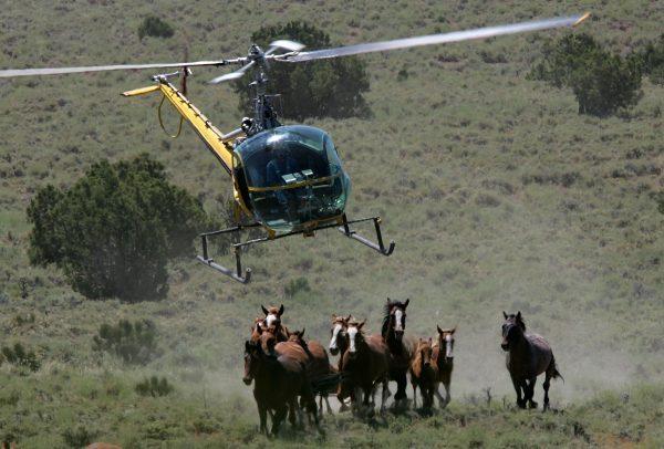 Helicopter pilot Rick Harmon of KG Livestock rounds up a group of wild horses during a gathering in Eureka, Nev., on July 7, 2005. (Justin Sullivan/Getty Images)
