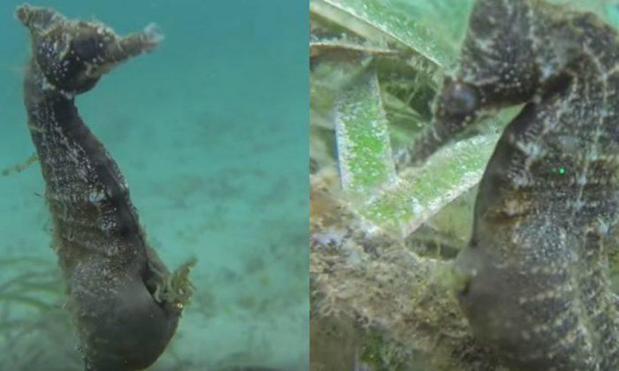 VIDEO: See Rare Footage of Pregnant Male Seahorse Giving Birth