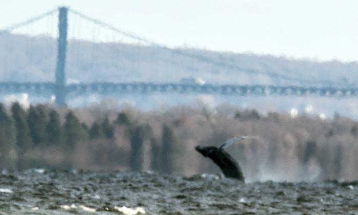 Humpback Whale Spotted Inside Narragansett Bay in Rhode Island
