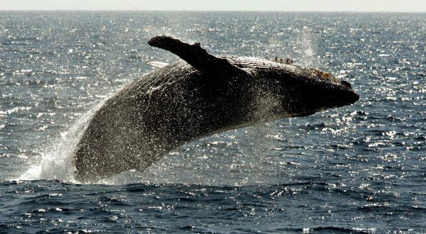 A humpback whale leaps out of the water in the channel off of the town of Lahaina on the island of Maui in Hawaii on Jan. 23, 2005. (Reed Saxon/AP Photo)