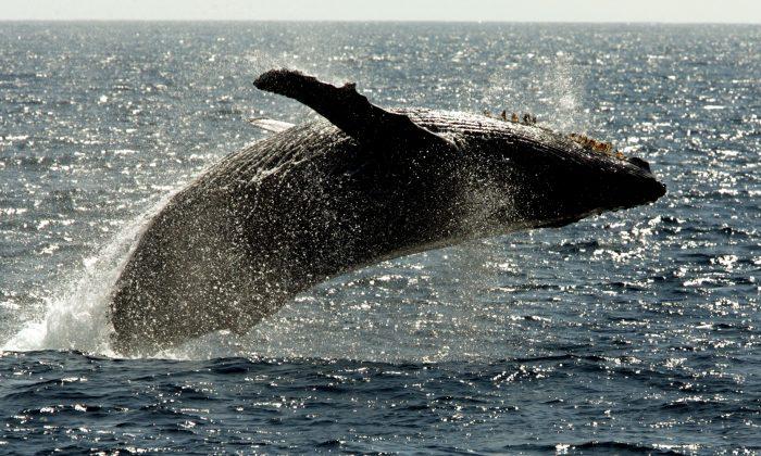 Humpback Whales Slow to Arrive in Hawaii