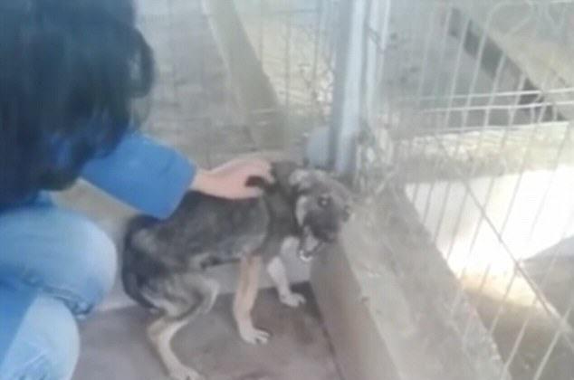 Video Shows Moment Severely Abused Dog is Petted for the First Time
