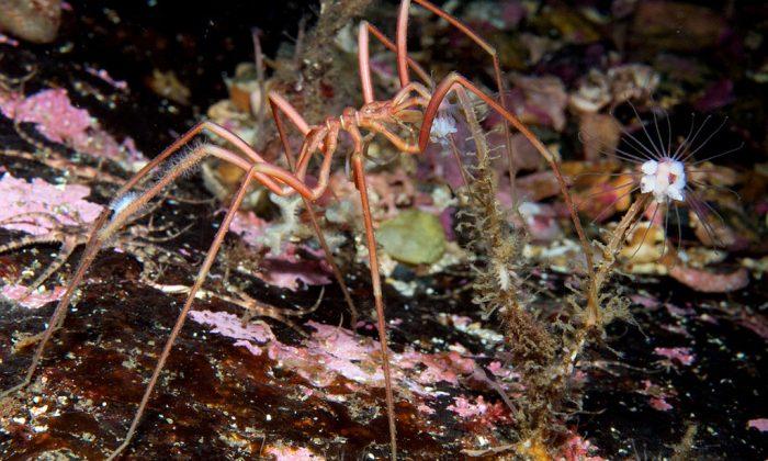 Giant Sea Spiders From Antarctica Baffle Scientists