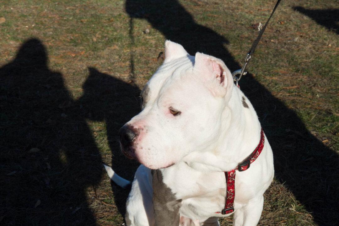 ‘Amazing Dog’ Abandoned in Connecticut, Owner Reveals the Reason Why